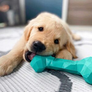 dog playing with a toy